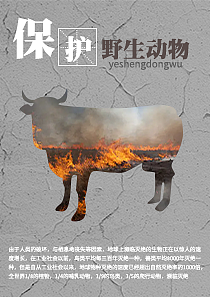 保护动物海报（图ZMzQ1MDA1NjQ4） - 海报 - 站酷设计师小熊戴拿原创素材 - 站酷ZCOOL