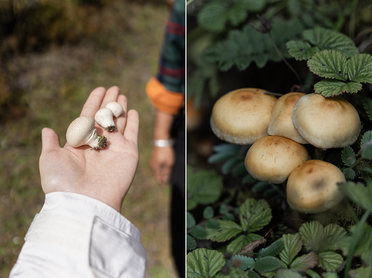 一路很多小伞伞