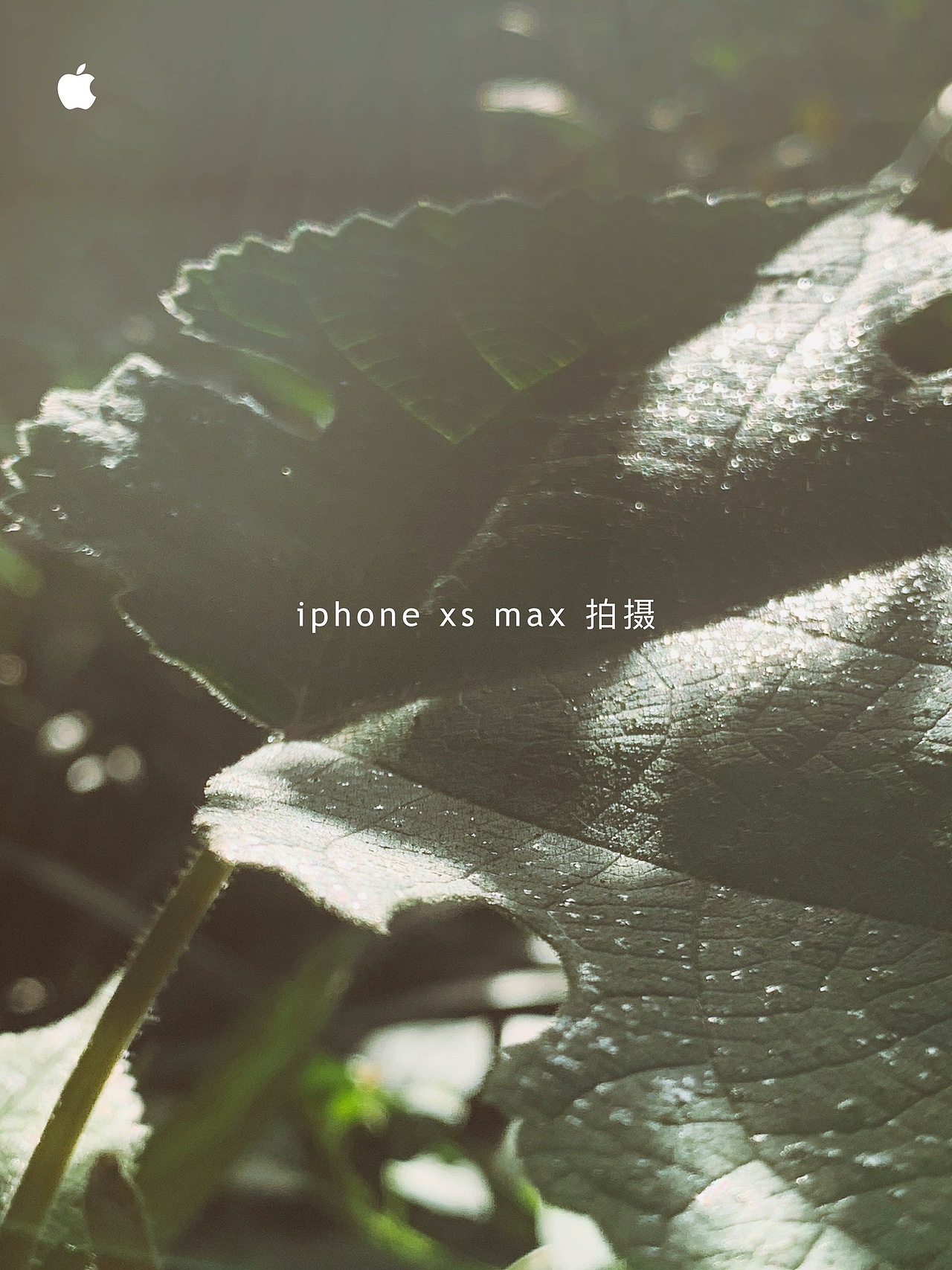 天地有大美而不言