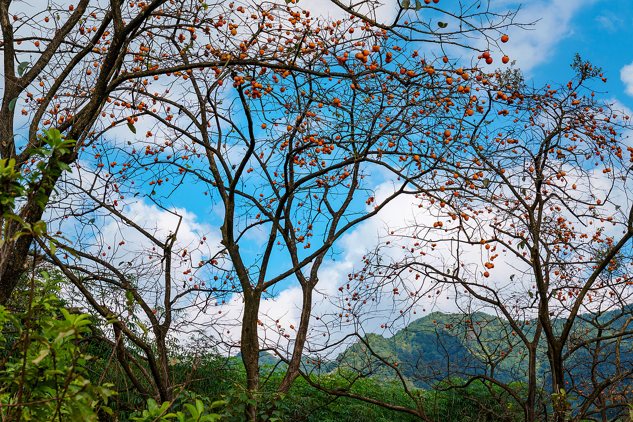 在这个秋天去寻找我心中的“柿”外桃园