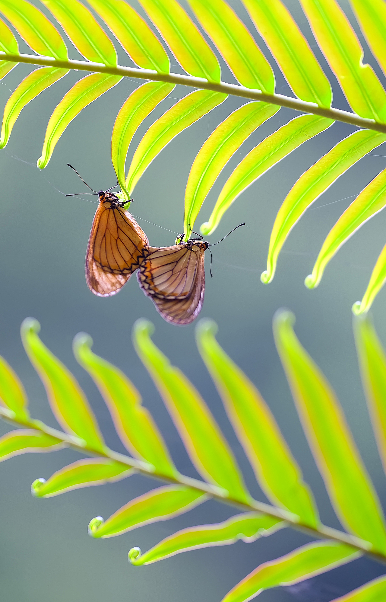 瓜哥暑假生态微距摄影-寻自然之美