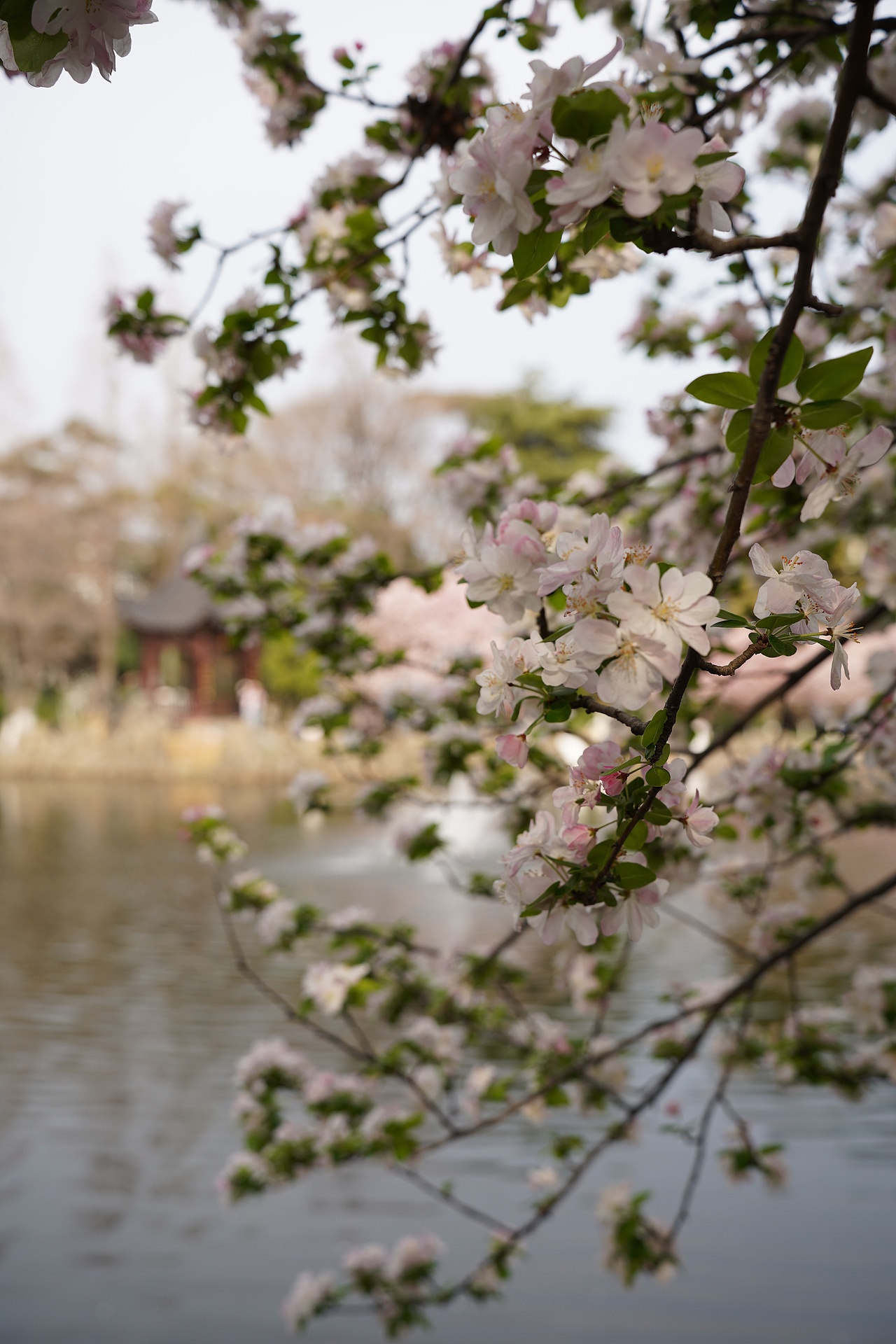 南京莫愁湖公园
