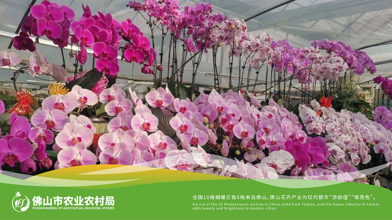 品牌设计 | 佛山农业农村局 | 政企logo | 升级优化