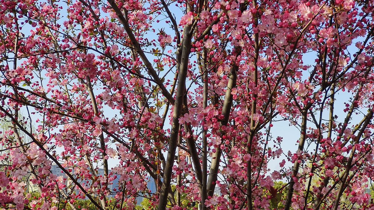 省耕公园--海棠花