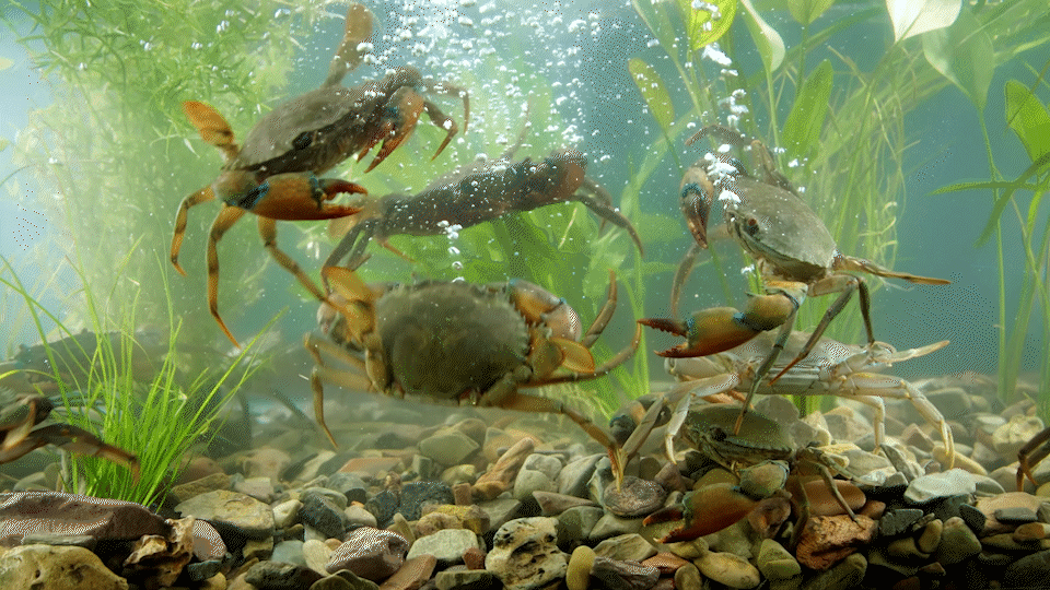 蟹肉煲视频 | 老船长 X 口水视觉（图ZMzI3MzE3NTUy） - 美食摄影 - 站酷设计师口水视觉原创素材 - 站酷ZCOOL