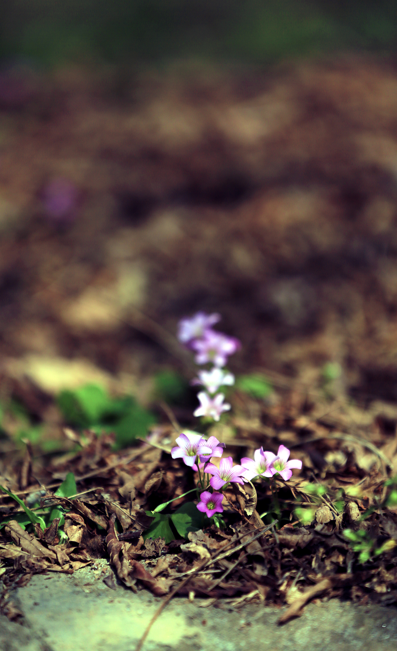 仙姑风景区随记（图ZMzMzMzM3MTYw） - 风光摄影 - 站酷设计师愚者猫叔原创素材 - 站酷ZCOOL