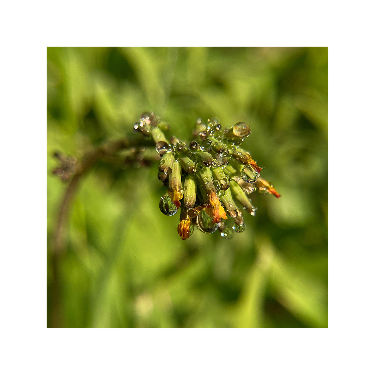 花花草草虫虫|手机摄影(二)