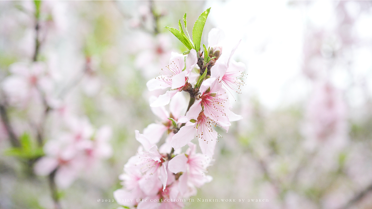 女生手中sony A7c能有多好用呢（图ZMzAyNTMxMzY4） - 人像摄影 - 站酷设计师原来是惊蛰啊原创素材 - 站酷ZCOOL