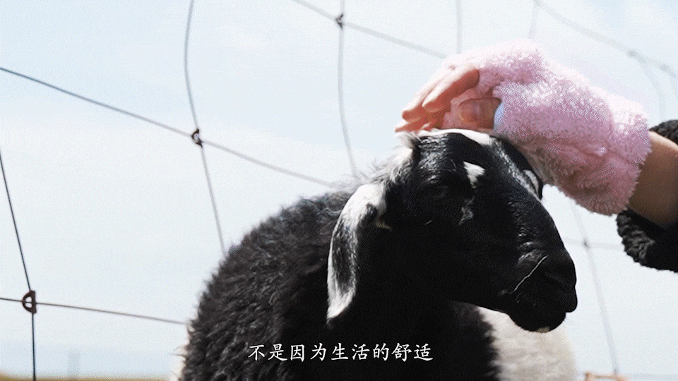 香影 《冬牧场》羽绒服呢大衣形象大片视频 tvc