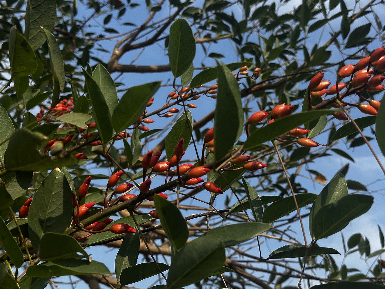 碧空红花（图ZMzYwNTMxODY4） - 风光摄影 - 站酷设计师漫步光旅原创素材 - 站酷ZCOOL