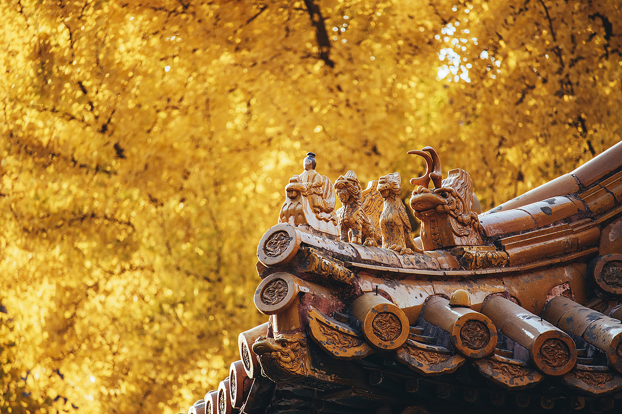 秋天北京故宮銀杏樹（圖ZMzI2OTY1NDA4） - 環(huán)境/建筑攝影 - 站酷設計師攝影師杜凱原創(chuàng)素材 - 站酷ZCOOL