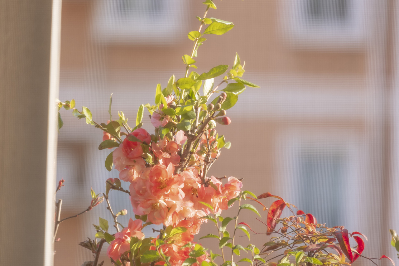 spring is long, spring is short（图ZMzM0Mjg0MDIw） - 风光摄影 - 站酷设计师嗨伯内特原创素材 - 站酷ZCOOL