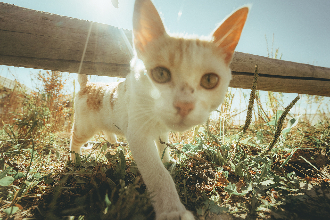 北疆喀纳斯禾木乡之旅（图ZMzE1NTg1NDgw） - 人文/纪实摄影 - 站酷设计师拾光朝圣者原创素材 - 站酷ZCOOL