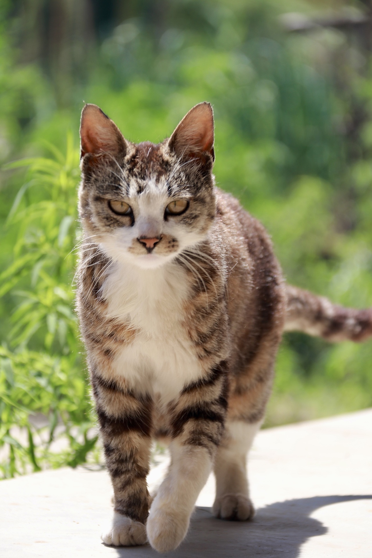 外婆家的猫咪（图ZMzA2MjE4ODk2） - 宠物摄影 - 站酷设计师邦帮的小小哥原创素材 - 站酷ZCOOL