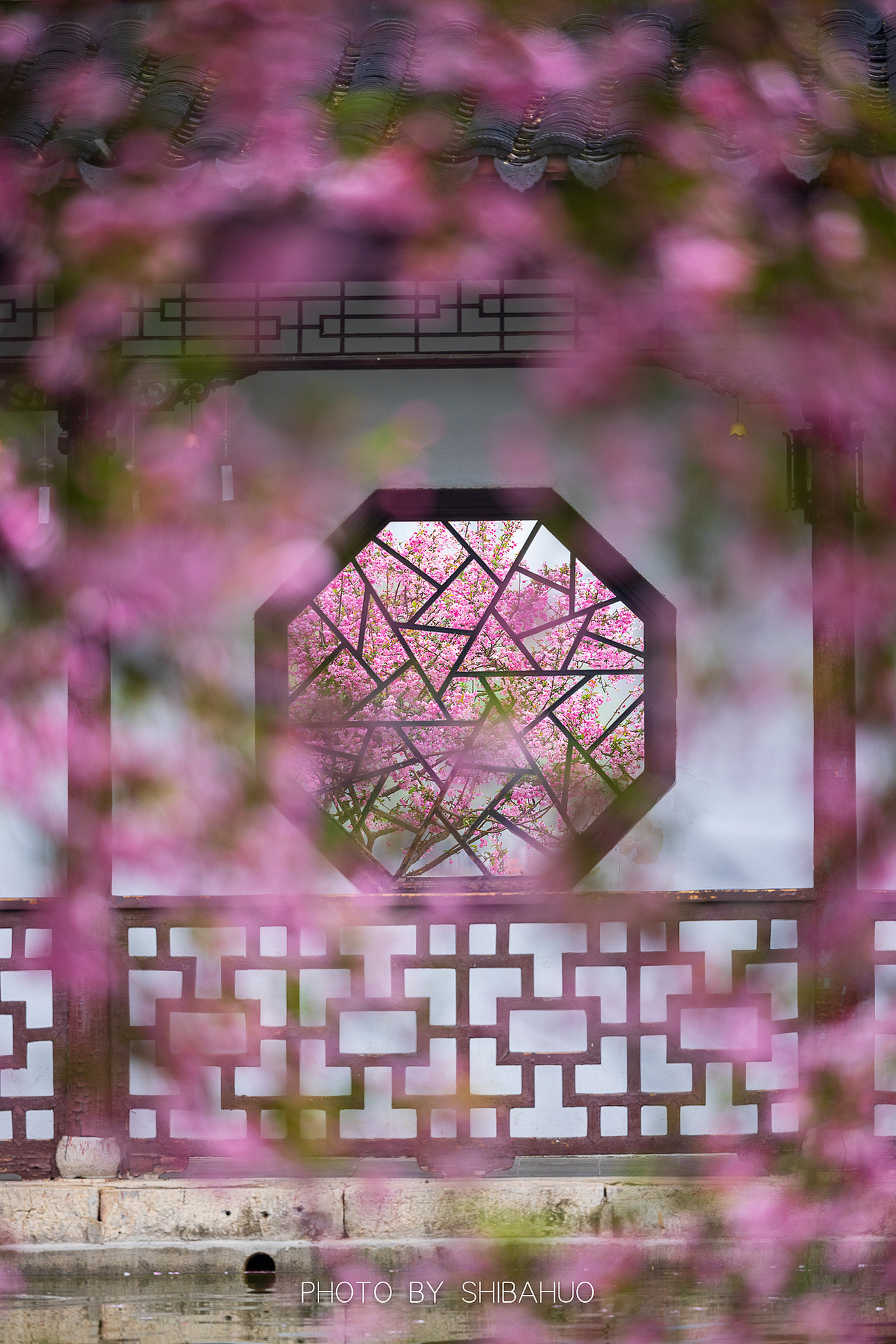 海棠花开（图ZMzY3Mzg1MTg0） - 风光摄影 - 站酷设计师十把火原创素材 - 站酷ZCOOL