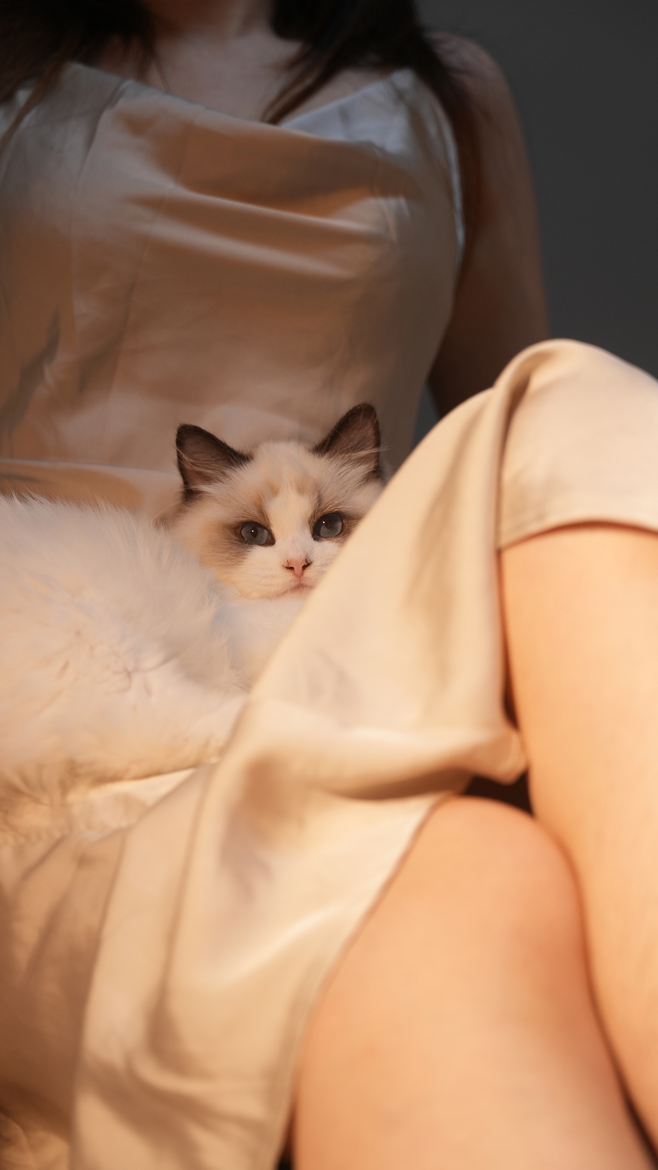 小貓萊萊（圖ZMzYwMjc3NTAw） - 寵物攝影 - 站酷設(shè)計(jì)師糊糊RpQ原創(chuàng)素材 - 站酷ZCOOL