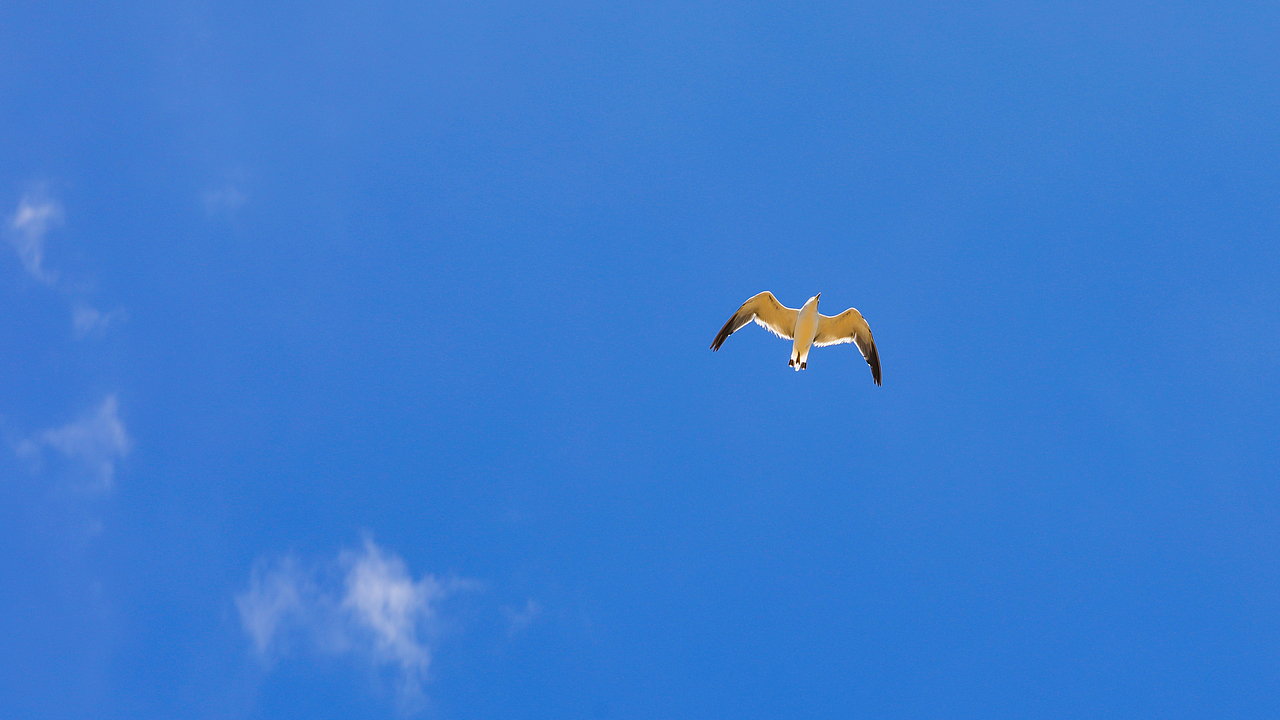 这只鸟以极自由的形态划过我的头顶,太阳给了她一圈圣洁的光,它让我知道什么是把自由穿在身上。想想,自从开始拍产品,我已经很久都没有旅游了。它是我的过往。