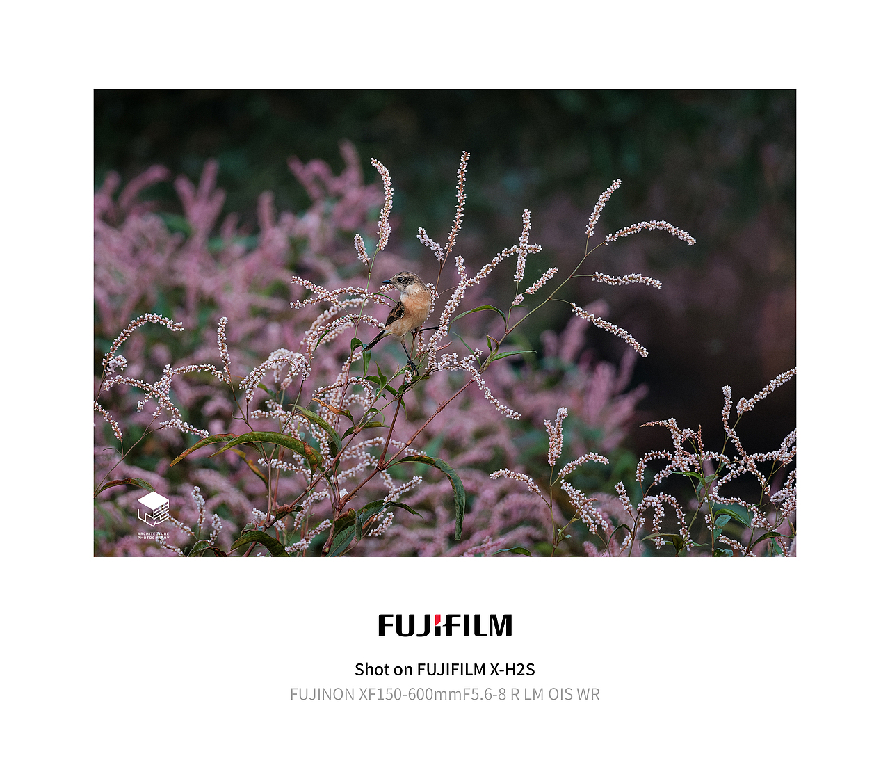 城市自然生态|鸟类(多图)