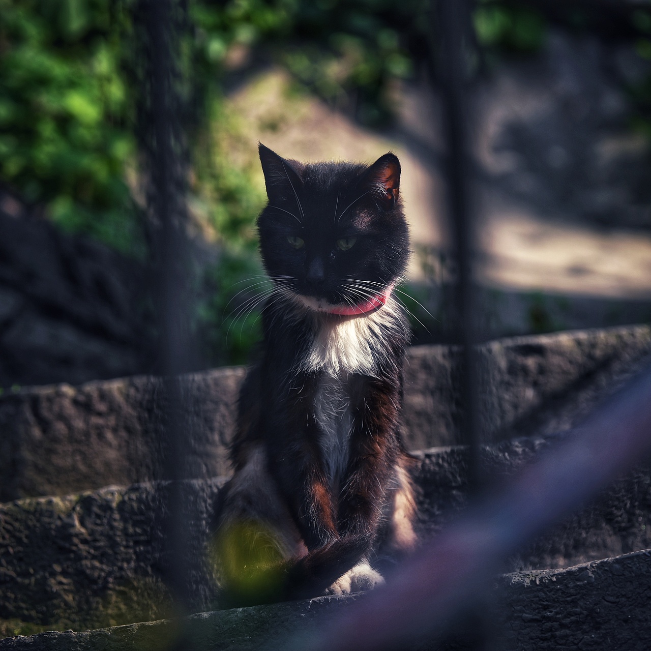 2023那些猫咪们（图ZMzU4NTY2NzMy） - 宠物摄影 - 站酷设计师佳子酱原创素材 - 站酷ZCOOL