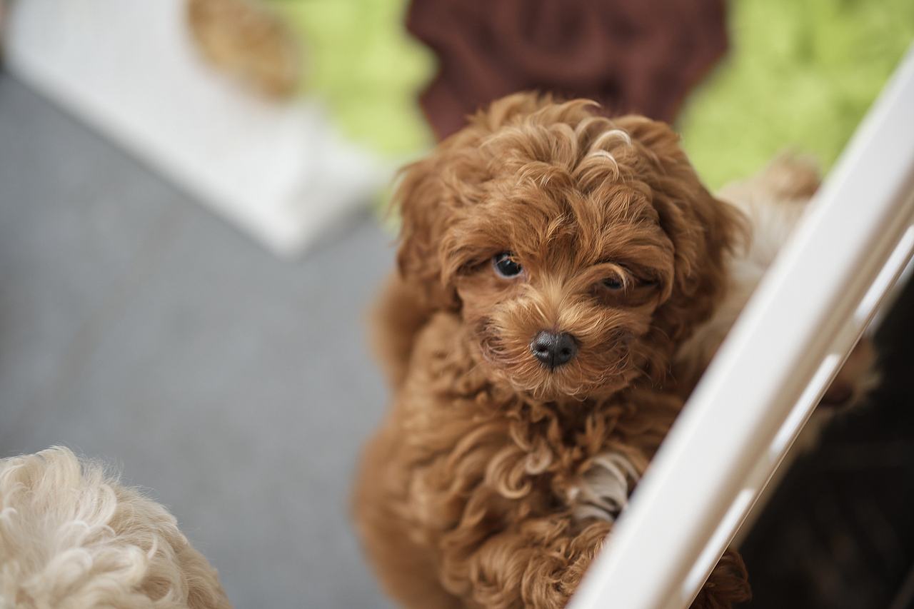 马尔济斯大奶狗