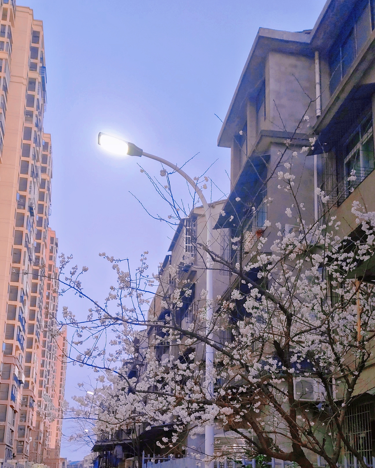 一些手机摄影 武汉樱花（图ZMzEwNTU5NzI0） - 风光摄影 - 站酷设计师小肖羊咩咩原创素材 - 站酷ZCOOL