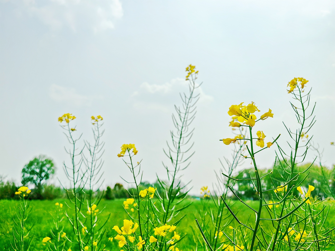 记录春天，捕捉春天——油菜花（图ZMzM4MDIzOTUy） - 风光摄影 - 站酷设计师无声韵律原创素材 - 站酷ZCOOL