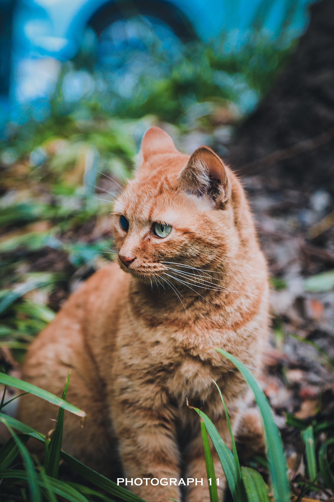 猫的凝视（图ZMzE4OTk1ODI0） - 宠物摄影 - 站酷设计师11ELEVEN原创素材 - 站酷ZCOOL