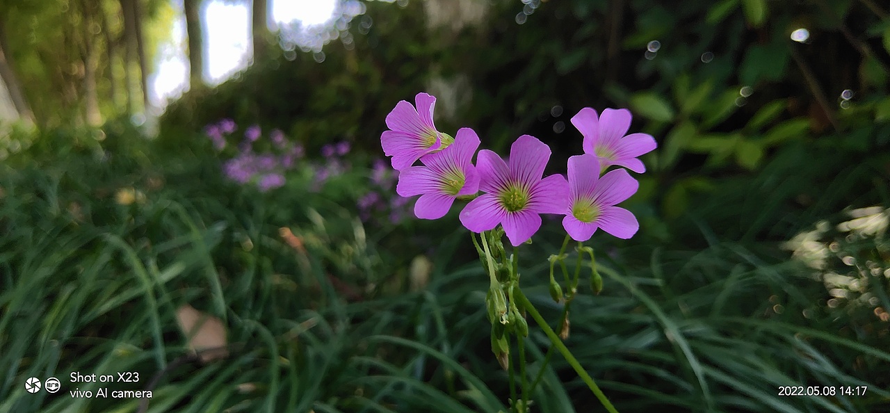 花开时节-酢浆草Ⅲ