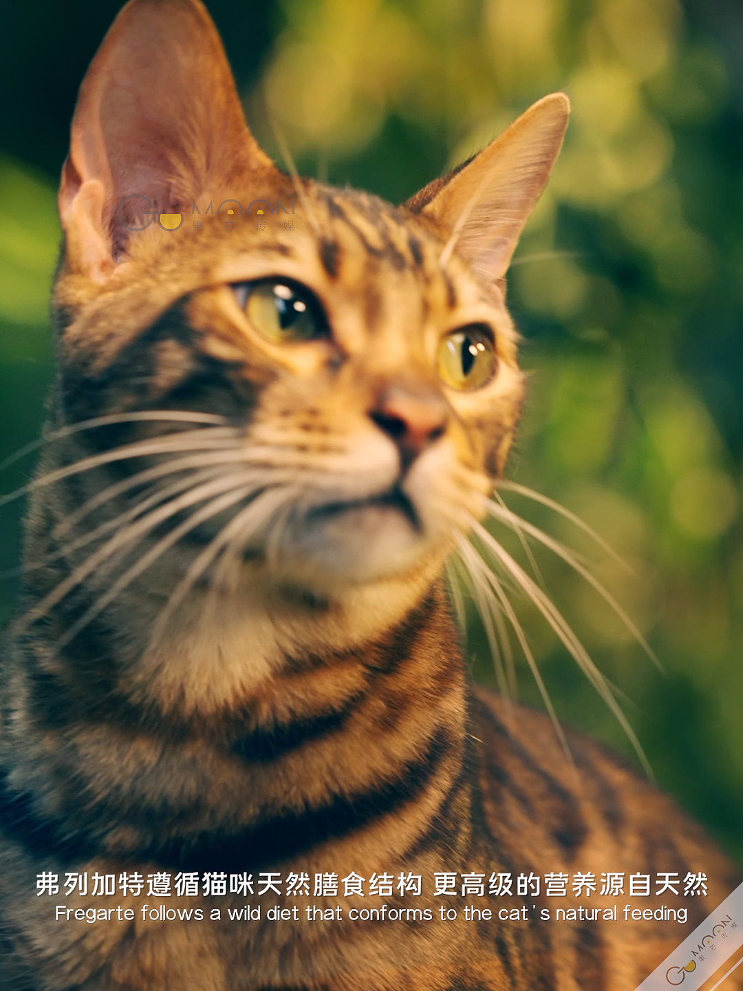 产品宣传 | 麦富迪弗列加特主食猫条电商宠物食品拍摄