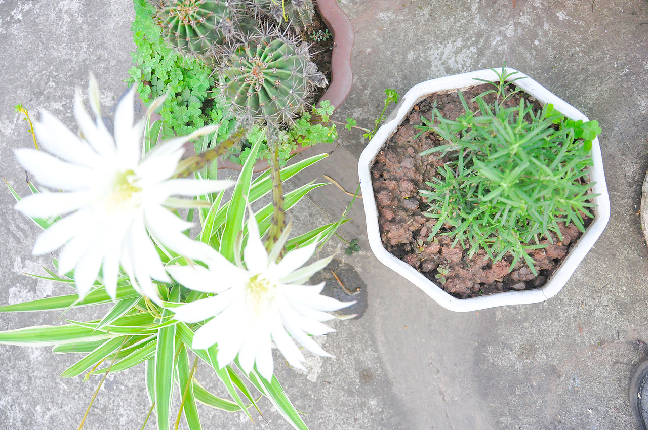 #花椒&仙人球花摄影作品