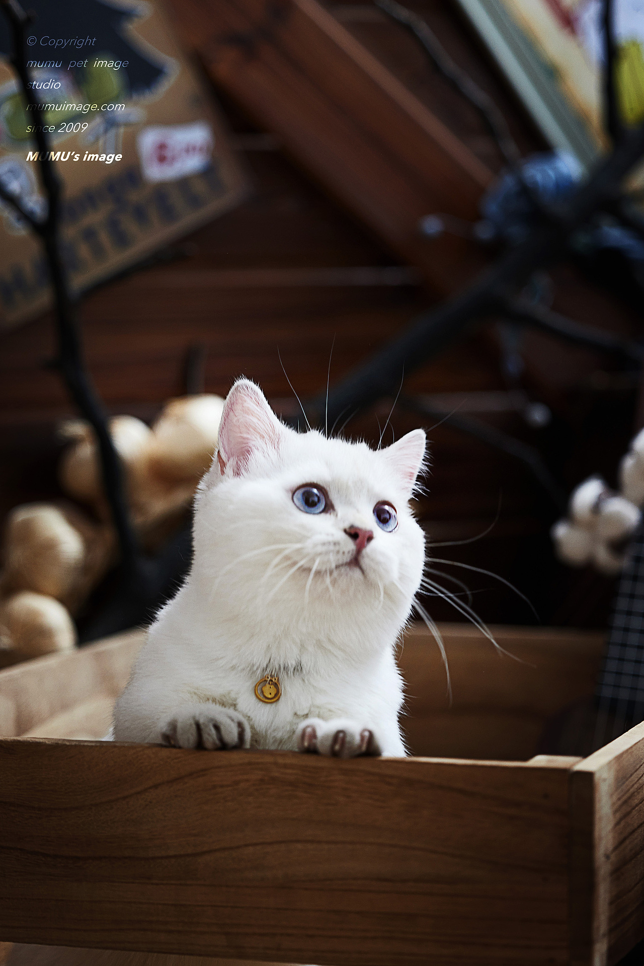 曼基康（图ZMzE3NzAyMjI4） - 宠物摄影 - 站酷设计师穆牧影像原创素材 - 站酷ZCOOL