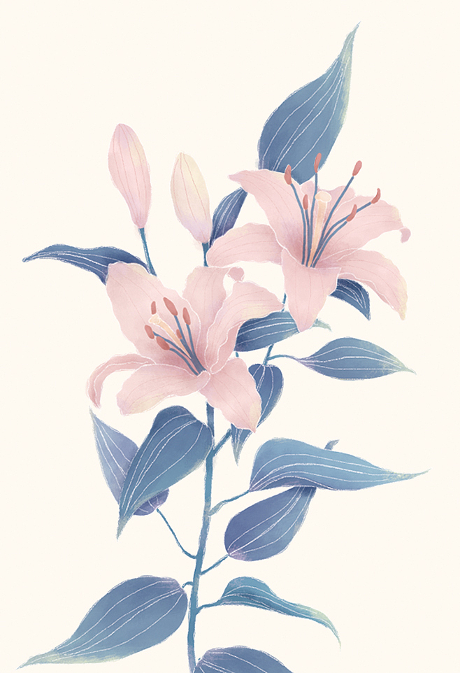 百合花（图ZMzE5NzI2NzYw） - 创作习作 - 站酷设计师对方无昵称原创素材 - 站酷ZCOOL