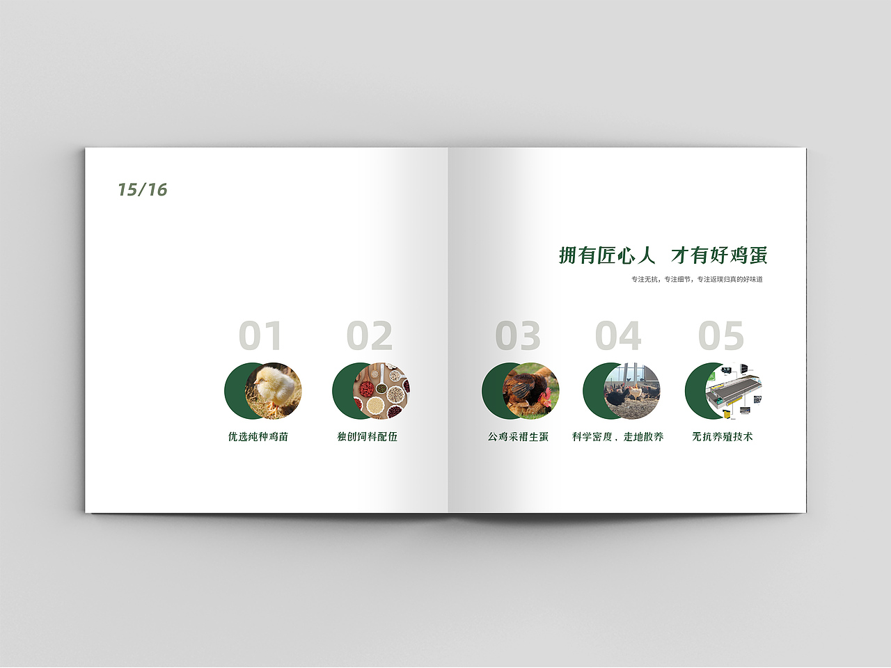 品牌画册 食品画册 企业画册 招商画册 鸡 鸡蛋画册