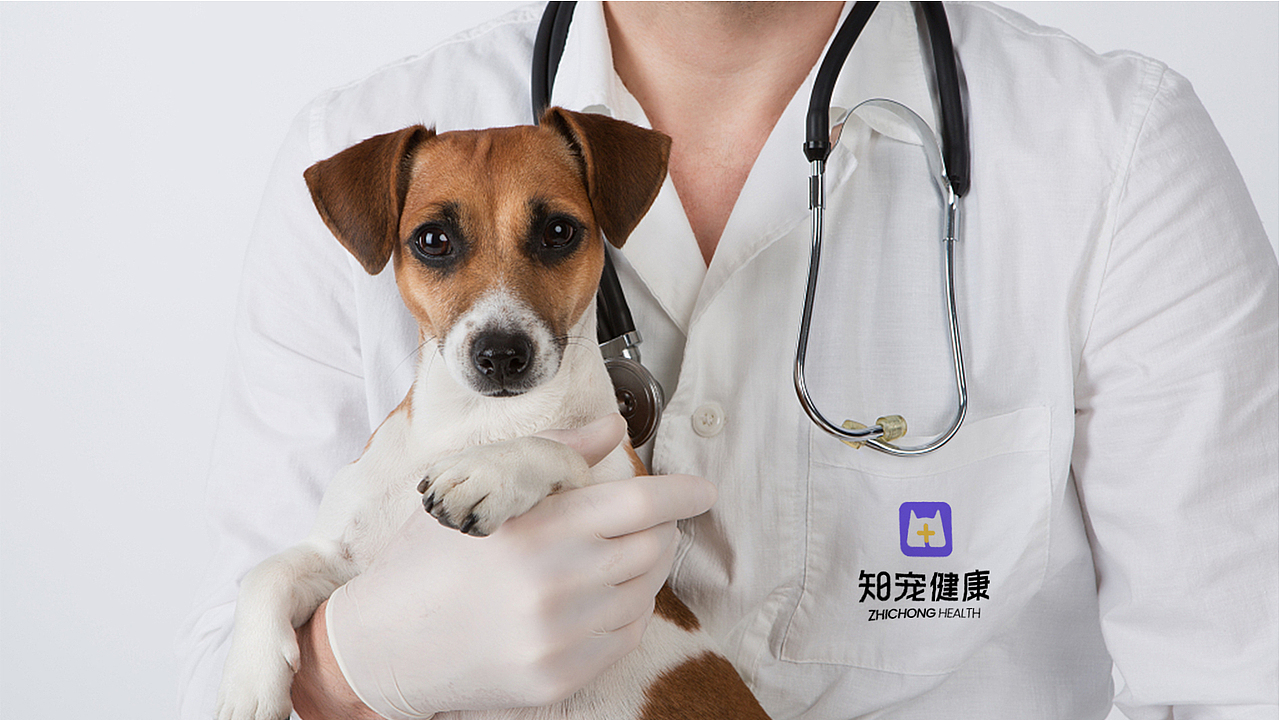 【知宠健康】宠物医疗线上服务平台丨品牌设计