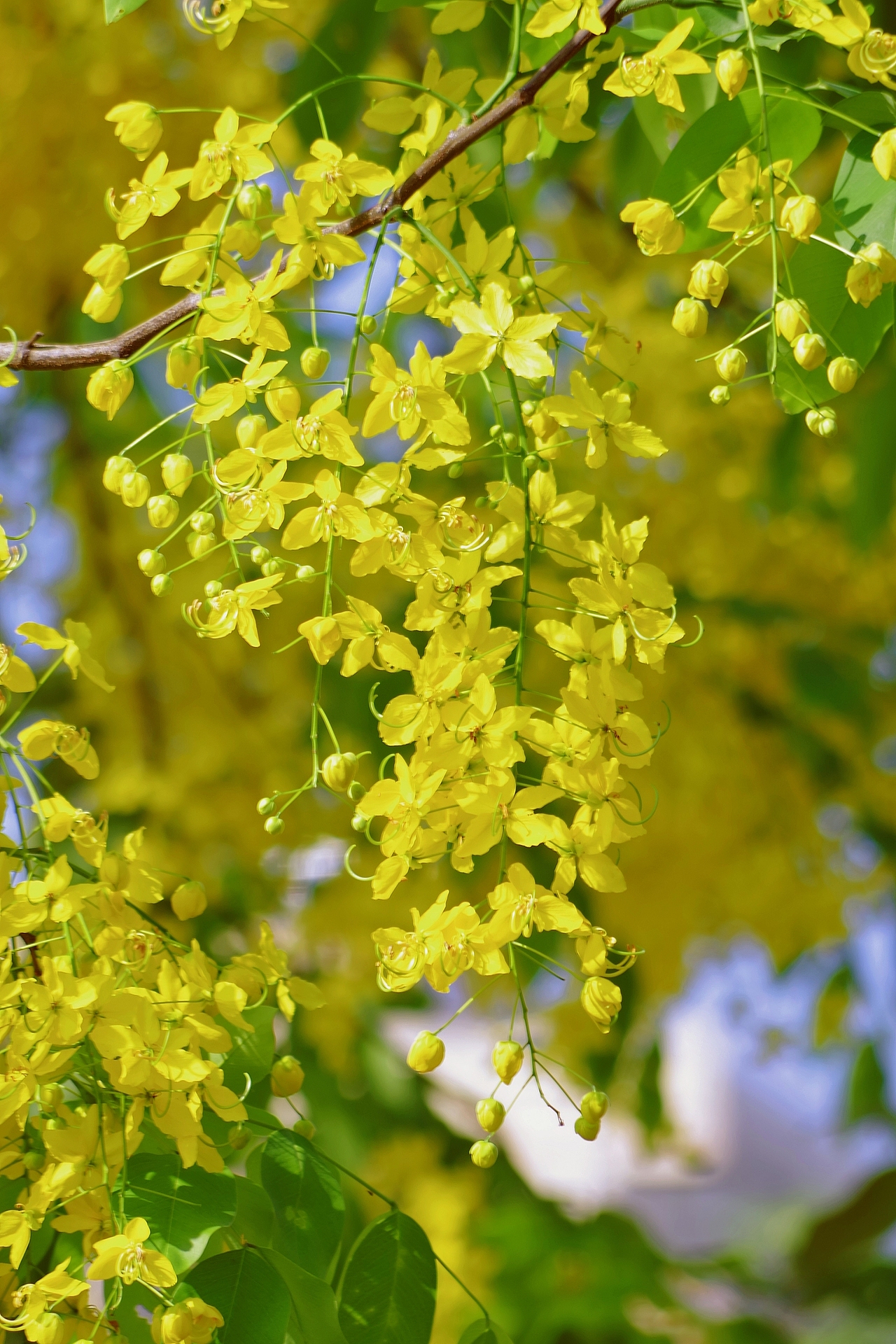 泰国国花-腊肠花（图ZMzY5MDEwODQw） - 风光摄影 - 站酷设计师风流阿k原创素材 - 站酷ZCOOL
