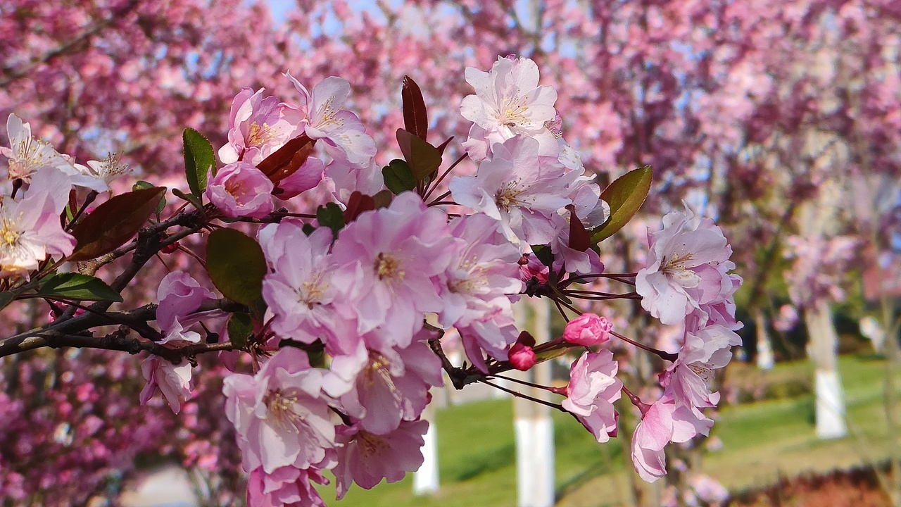 省耕公园--海棠花