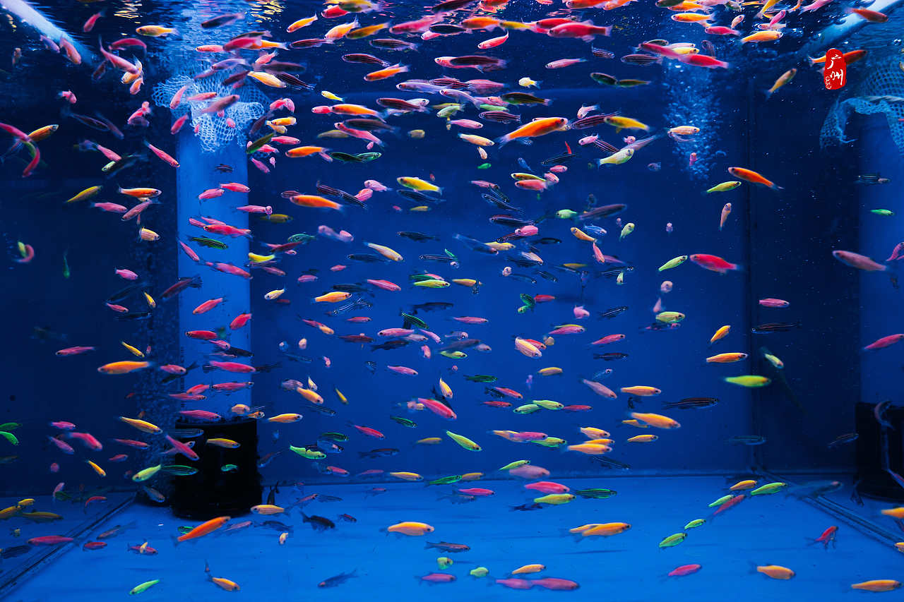 随手拍·广州动物园(水栖类)