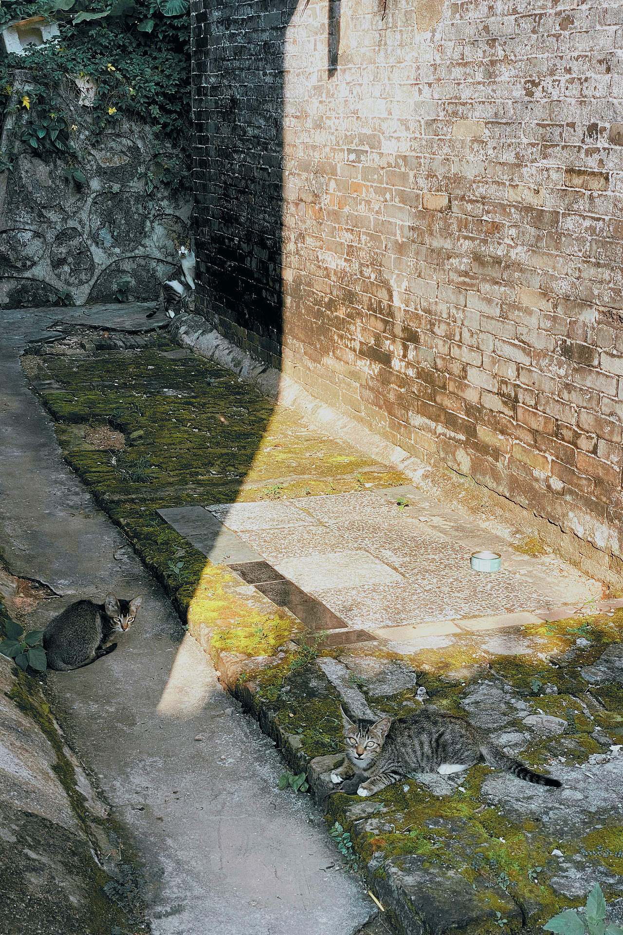 早市|三十三墟街