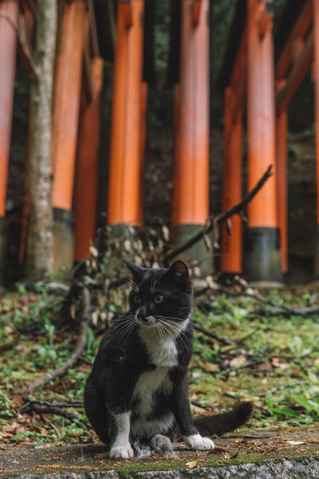 京都-伏见稻荷大社