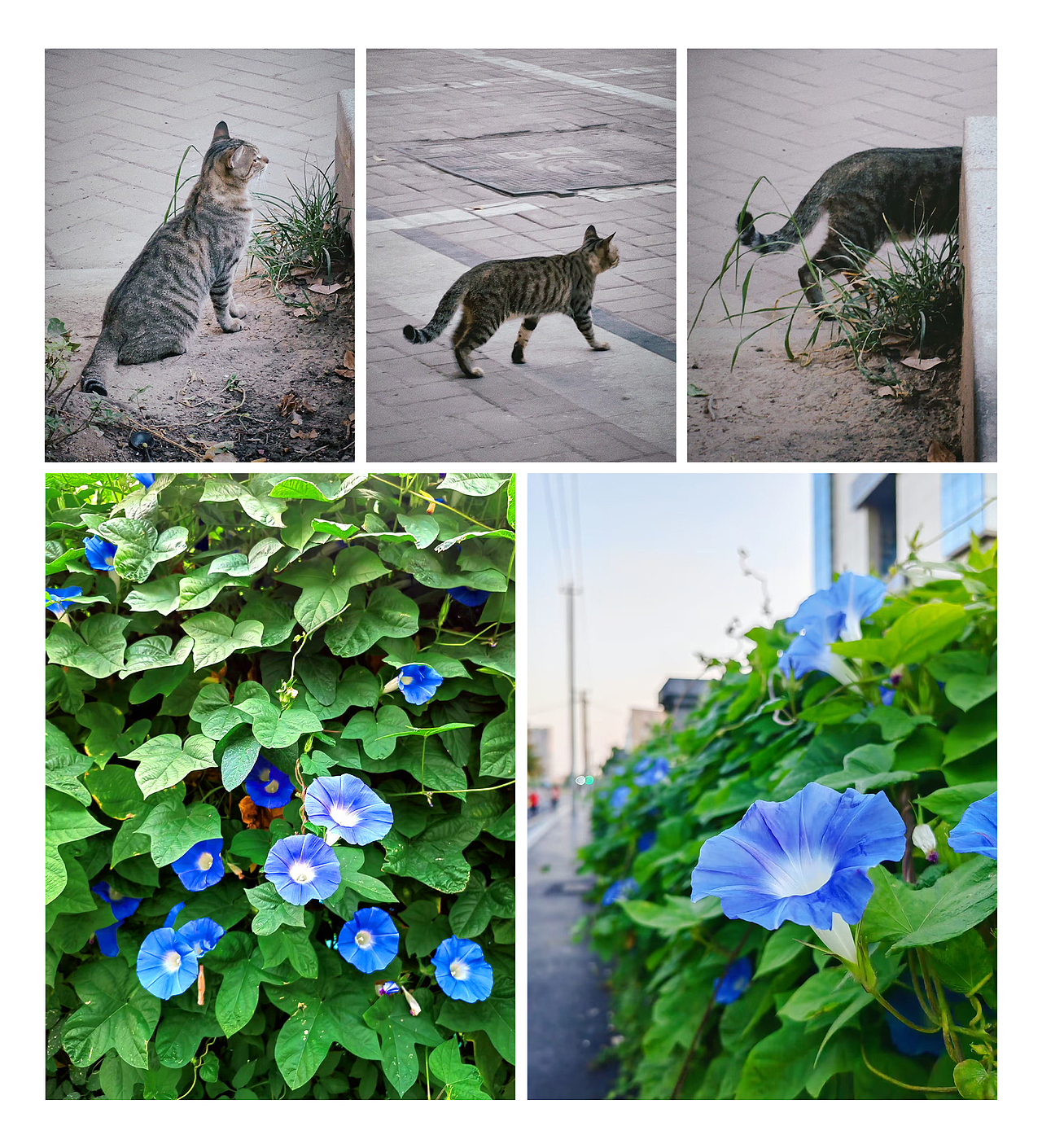 小梦的随手拍-第4期（图ZMzIwMDQ3ODk2） - 风光摄影 - 站酷设计师梦梦小梦12原创素材 - 站酷ZCOOL