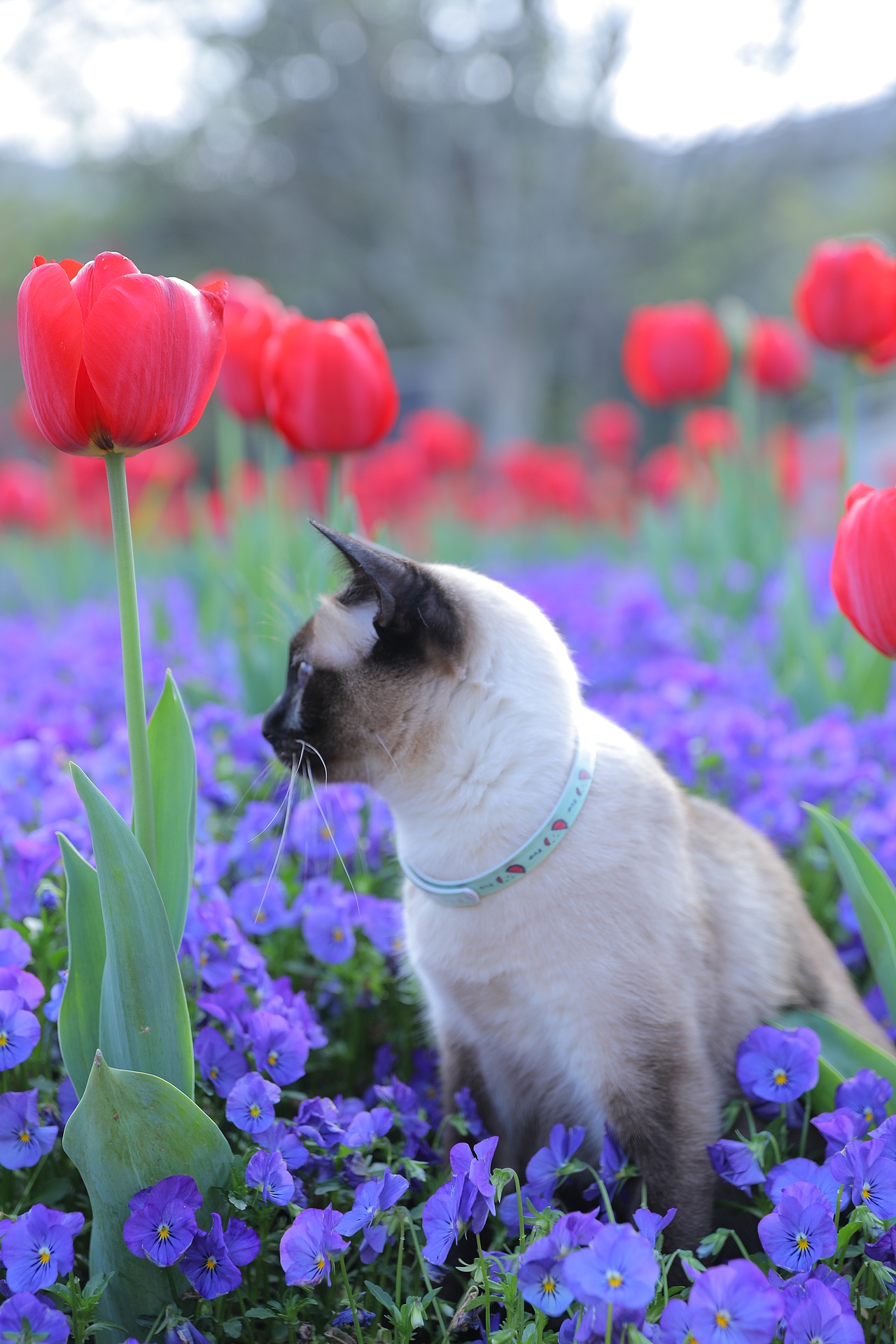 原创/摄影/宠物摄影