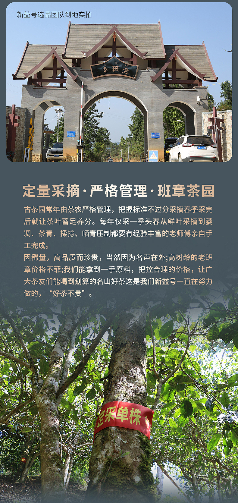 云南 老班章古树茶饼详情页
