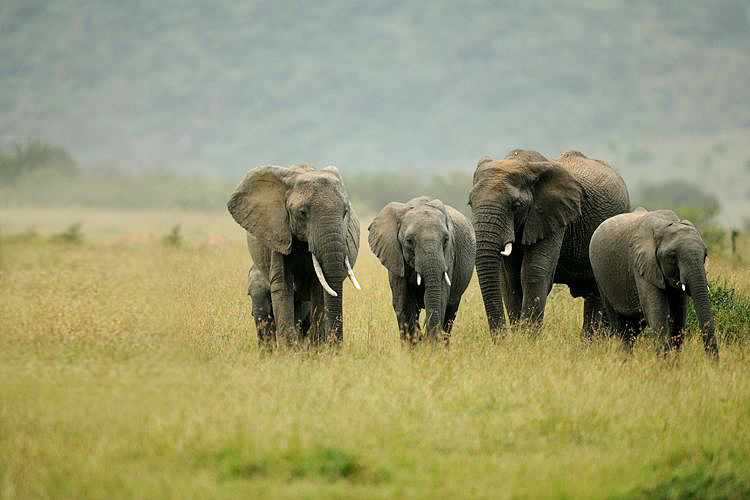 想摳貓貓的毛發(fā)很困難？看這里！（圖ZMzU5MzQwNzQ4） - 其他平面 - 站酷設(shè)計(jì)師XKaren原創(chuàng)素材 - 站酷ZCOOL