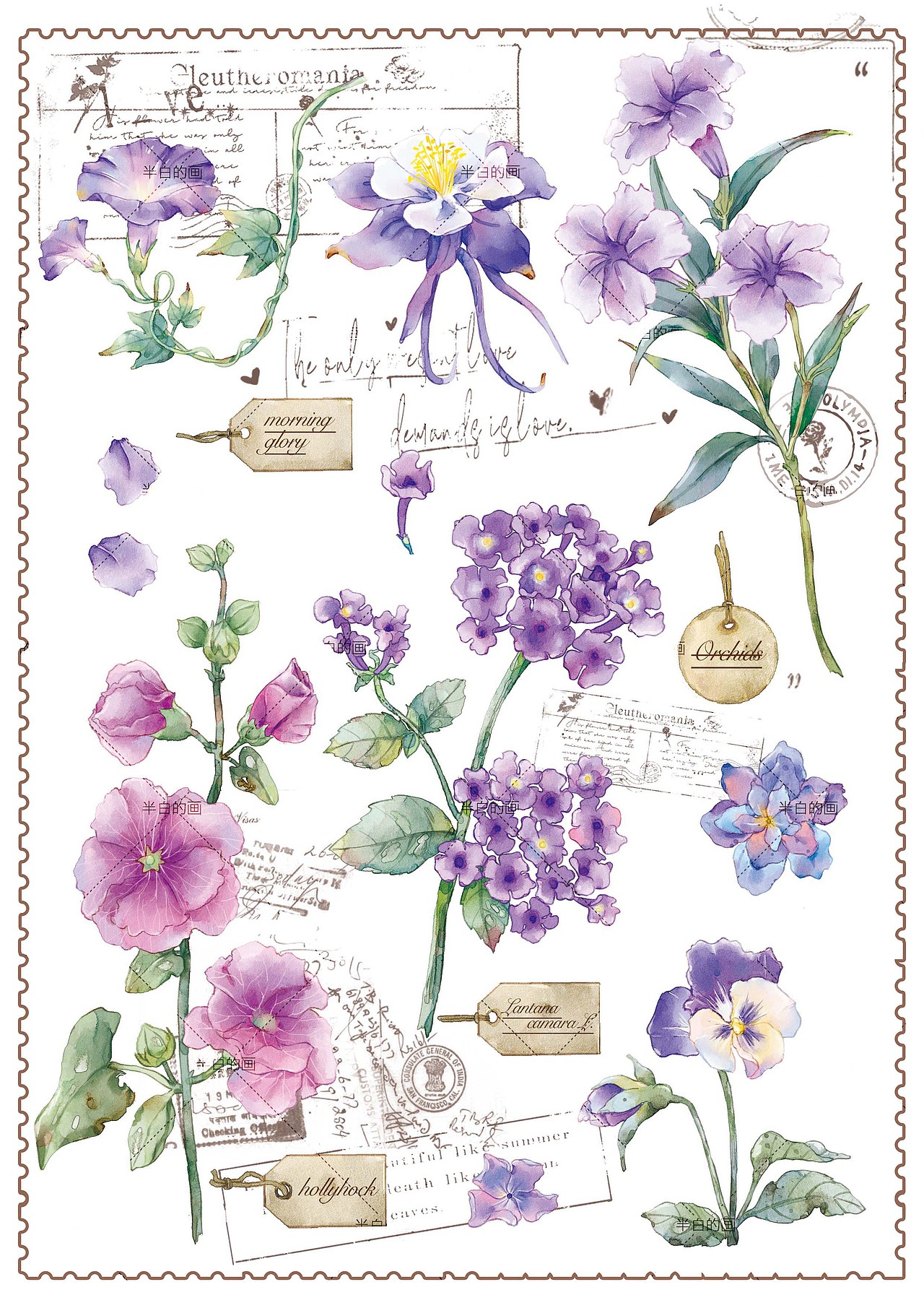 植物花卉图鉴插画