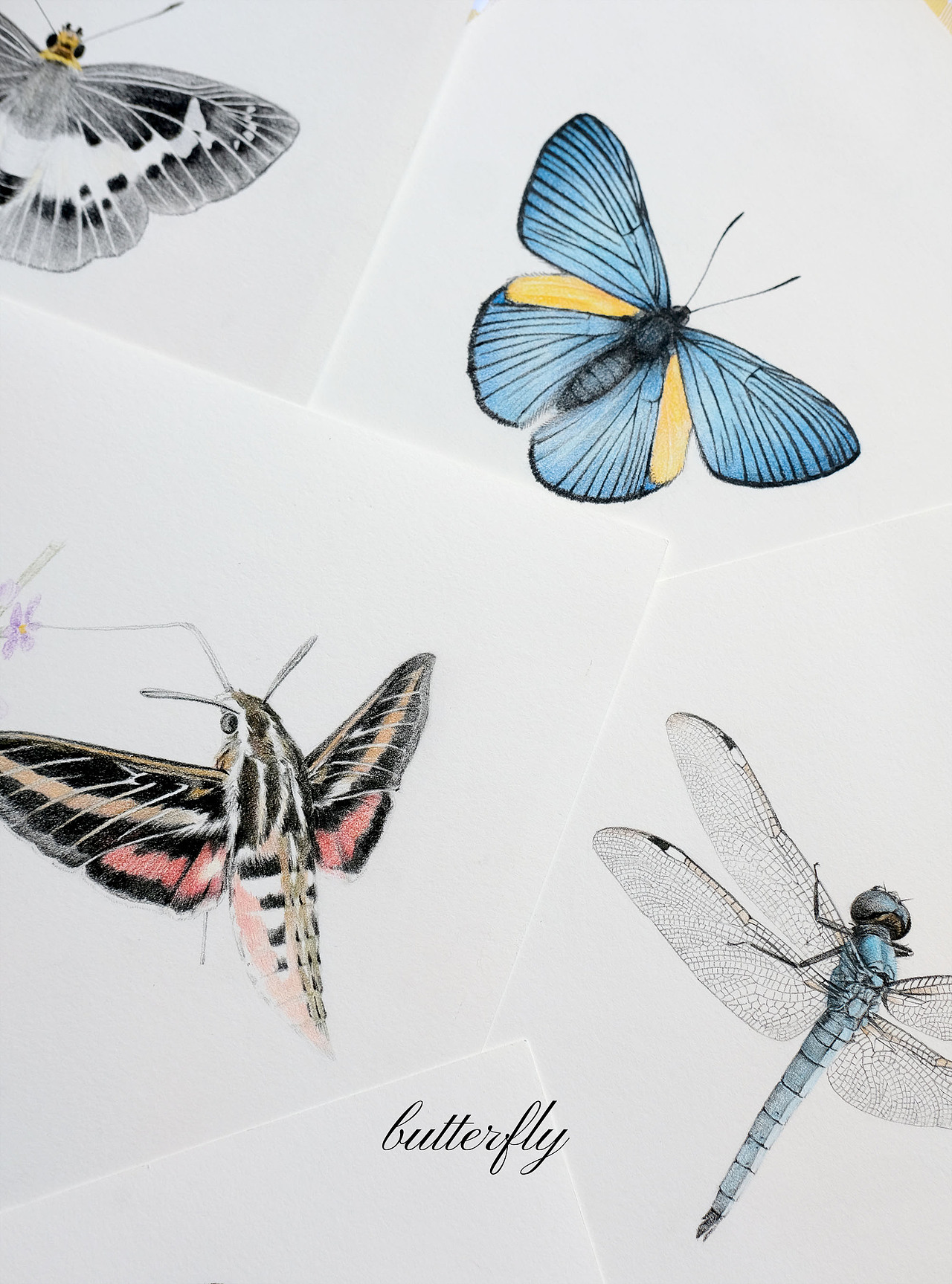 手繪的蝴蝶們（圖ZMzQ2NTYwMTM2） - 繪畫(huà) - 站酷設(shè)計(jì)師橘大本原創(chuàng)素材 - 站酷ZCOOL