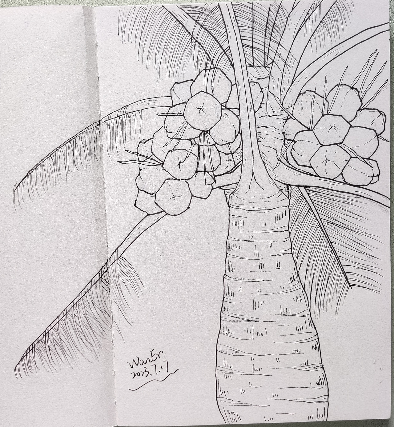 果子手绘线稿练习（图ZMzQ2MTE5ODQw） - 创作习作 - 站酷设计师莞尔WanEr原创素材 - 站酷ZCOOL