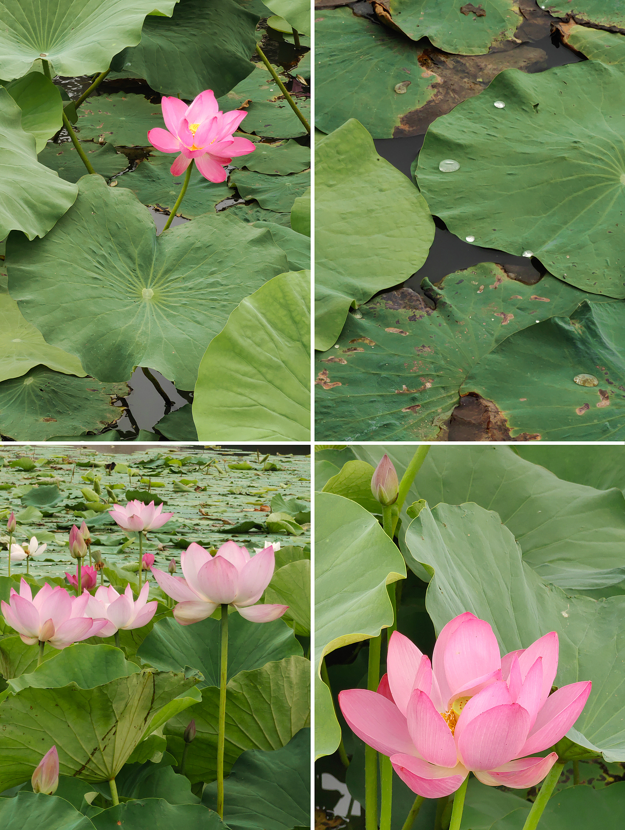 小梦的随手拍-第4期（图ZMzIwMDQ3NjU2） - 风光摄影 - 站酷设计师梦梦小梦12原创素材 - 站酷ZCOOL