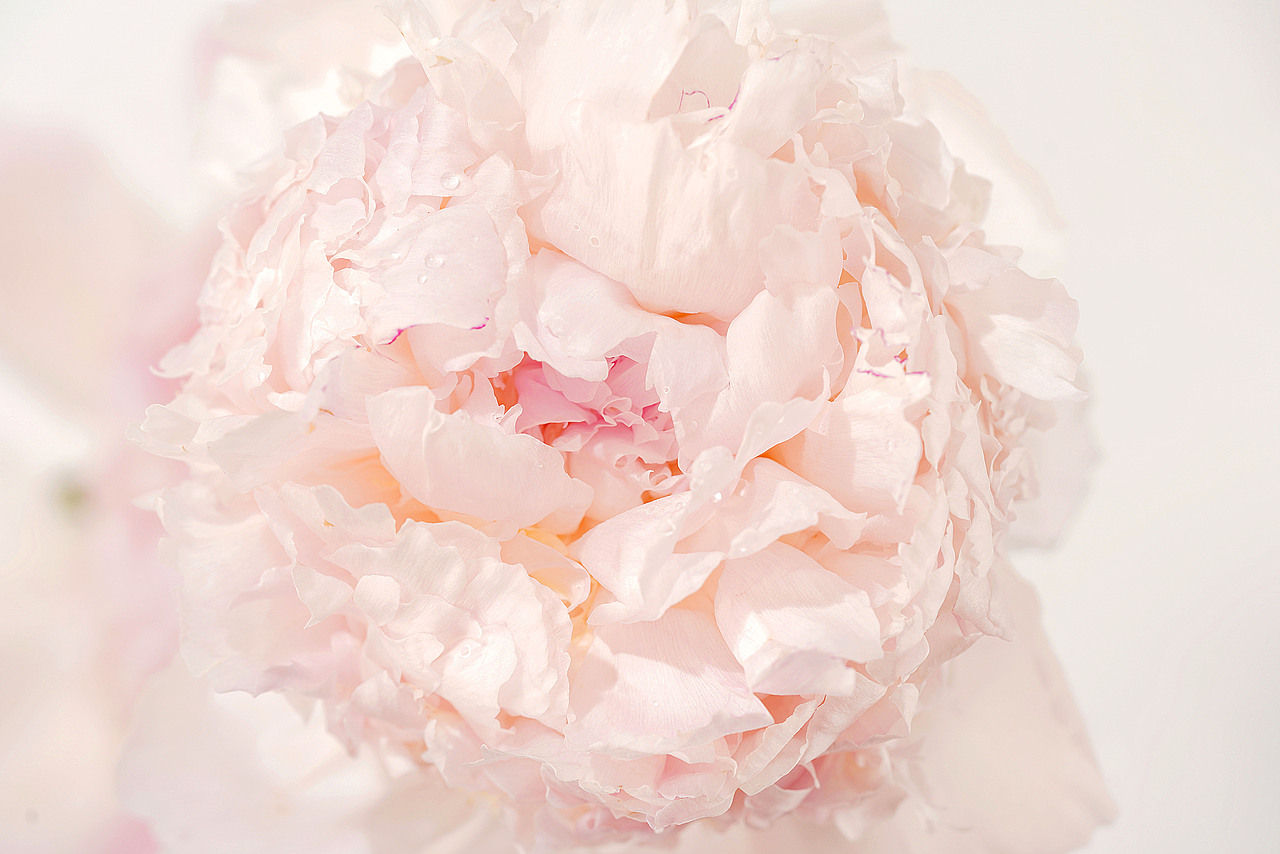 花之素材拍摄素材