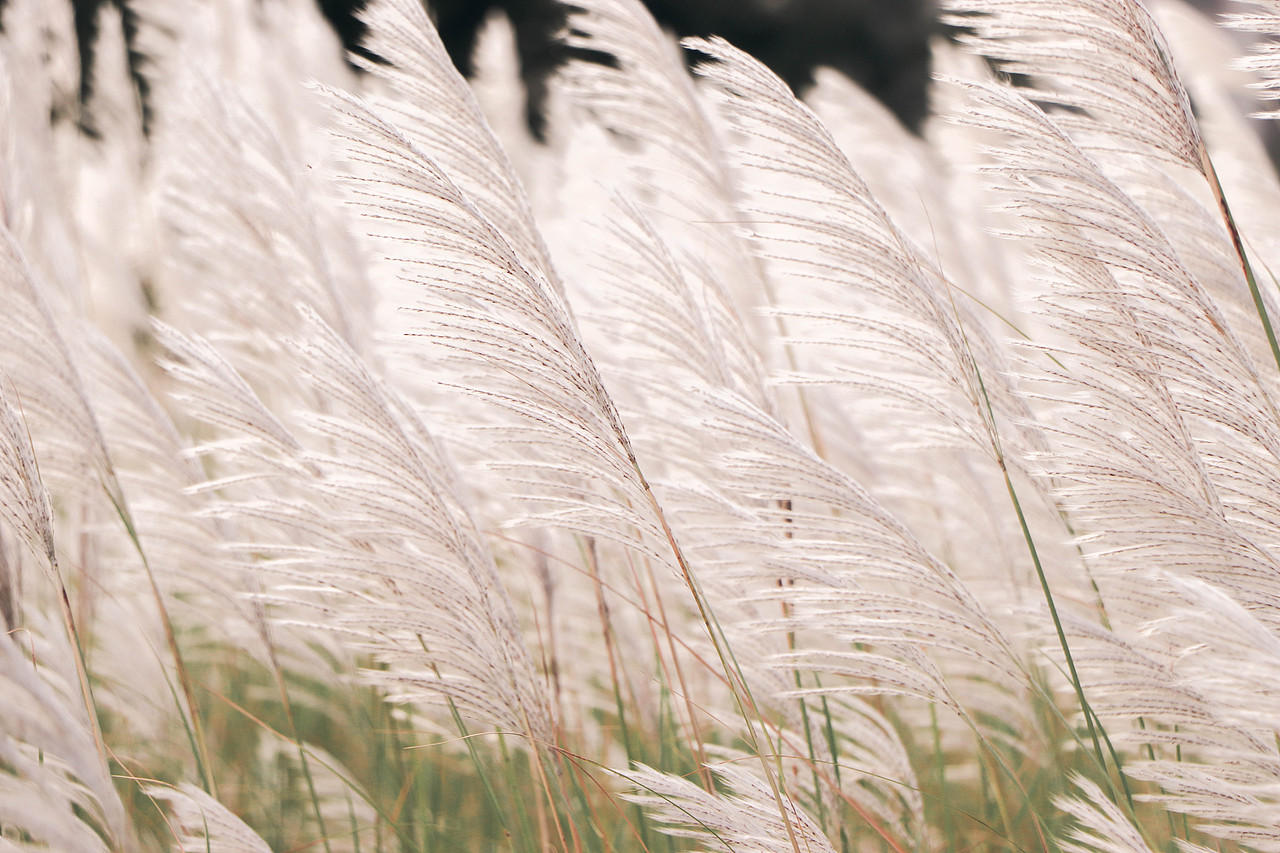 秋日芦苇（图ZMzM3OTg1Nzk2） - 风光摄影 - 站酷设计师林二三_原创素材 - 站酷ZCOOL