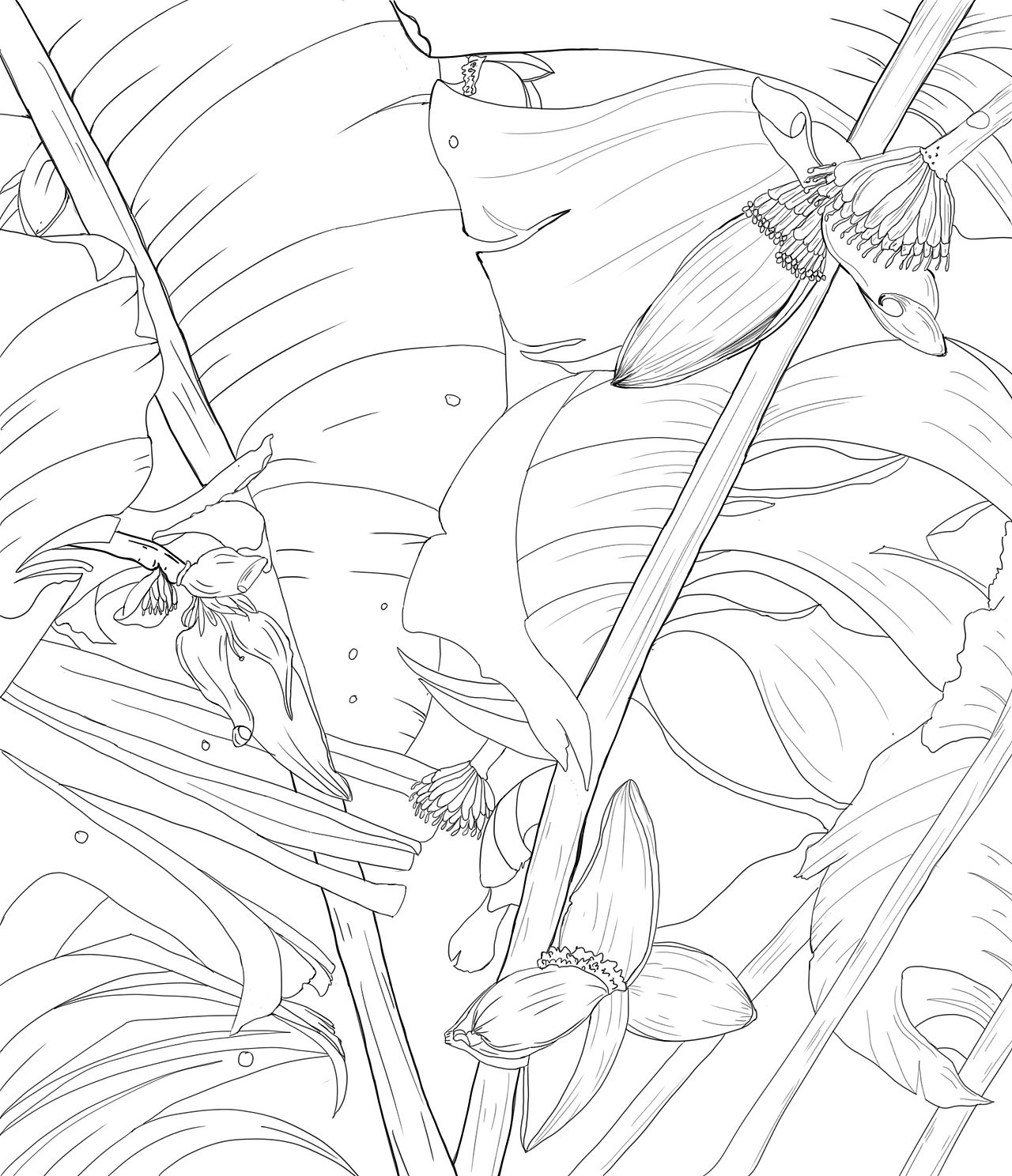 每日一練，香蕉樹線稿（圖ZMzQ3MjE5MDQ0） - 藝術插畫 - 站酷設計師陳掌門原創(chuàng)素材 - 站酷ZCOOL